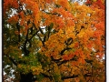 Colour