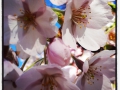 Den skira blomningen på Järntorget