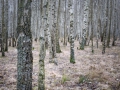 Ytterligare en bild där jag försökt att arbeta med djupet med hjälp av oskarpp bakgrund ljuset väldigt diffust men det skall ändå gå från den skrapa björken i förfrunden och leda in mot mot centrum av bilden