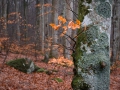 Vårmorgon i bokskogen