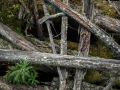 Plockepinn i Göljån resten av den stora naturkatastrofen 1997