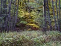 2021-10-19-1208__DSC1079