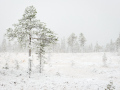 Den första snön