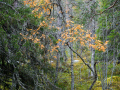 Höstens färger i gammelskogen