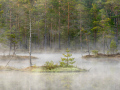 Vårmorgon på mossen