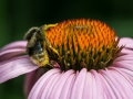 Naturens flitiga jobbare