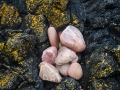 Små rosa stenar uppsamlade i klippan
