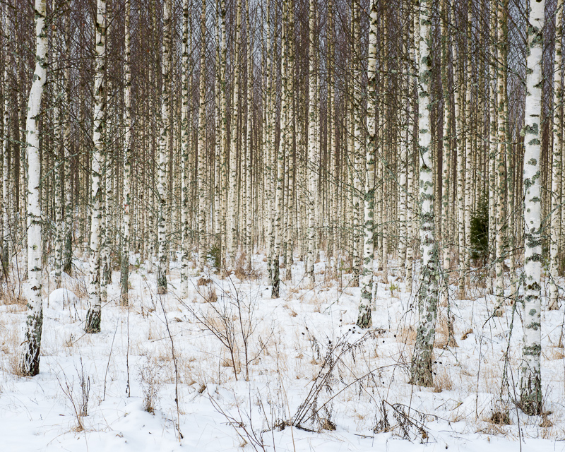 Björkskog och fortfarande lite snö