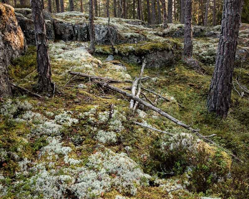 lav lite mossa och gamla grenar