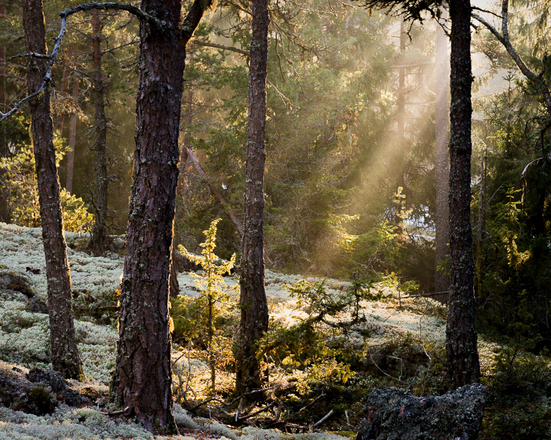 Solen kommer upp och börjar värma upp i den kyliga morgonen